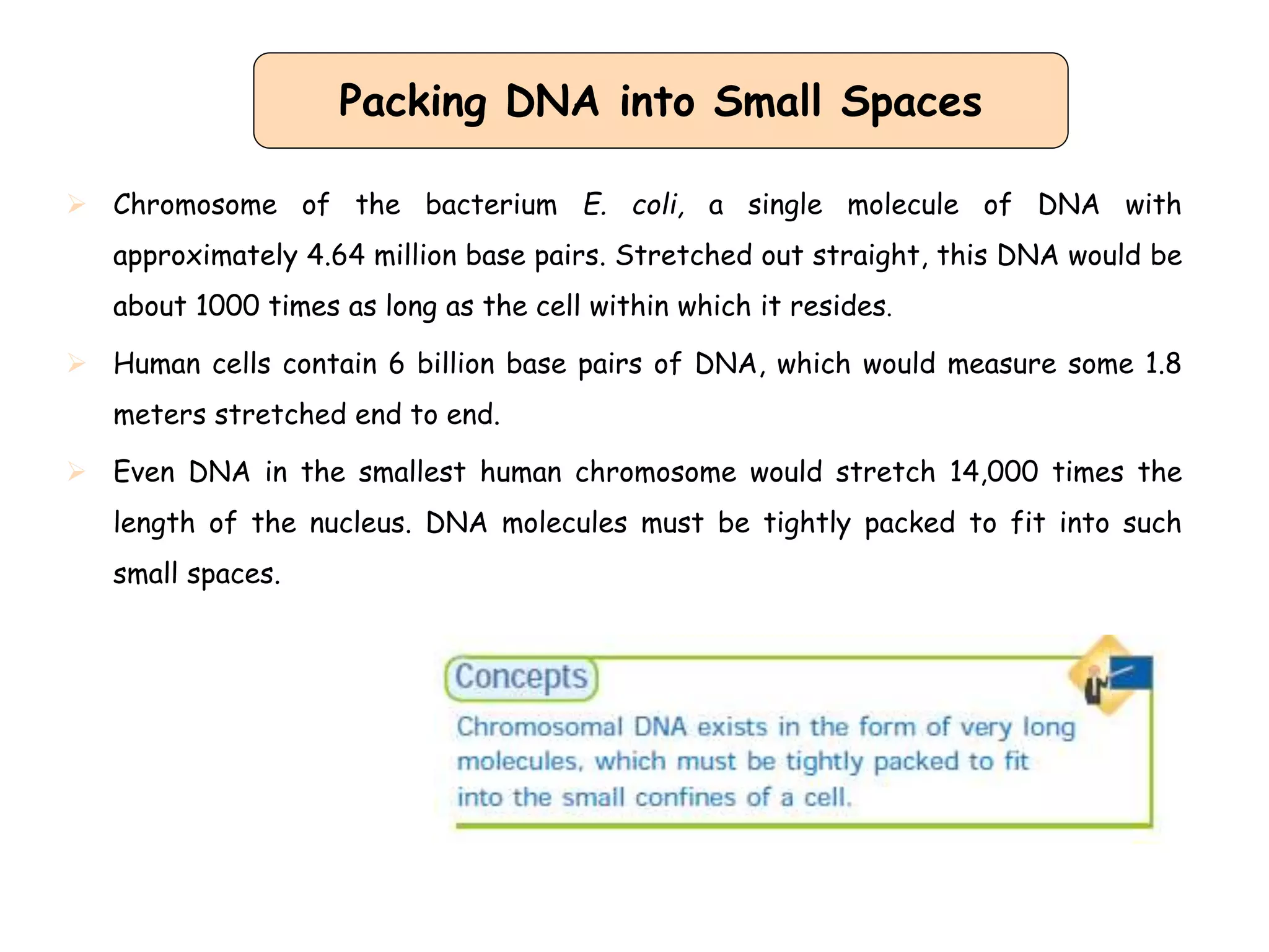 Chromosomes structure and function dr kamelsh shah psshda kadi ppt
