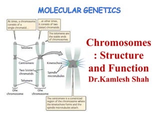 Chromosomes
: Structure
and Function
Dr.Kamlesh Shah
 