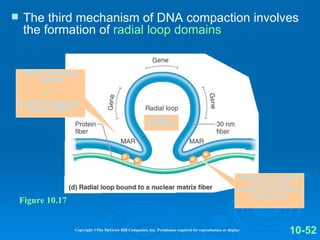 Radial Loop Domains