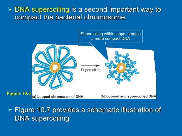 chromosome structure and function ppt Chromosomes chromosome structure. Ppt video online download.
