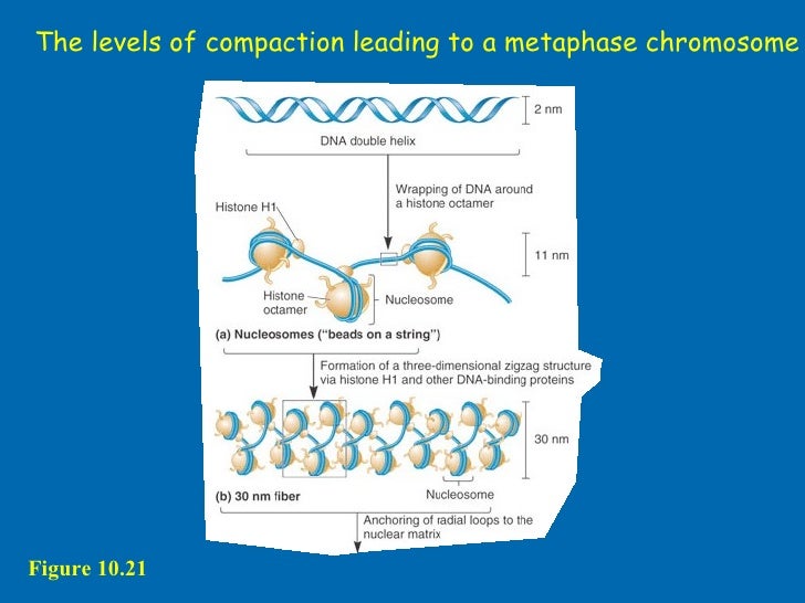 Chromosome structure