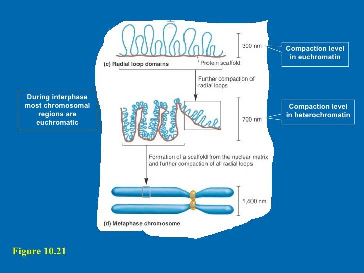 Chromosome structure