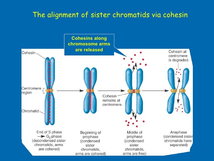 chromosome structure and function ppt Describe the function of chromosomes ppt download.
