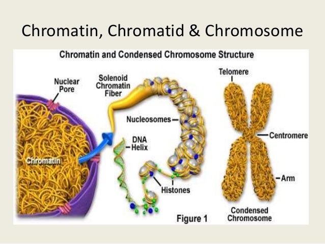 Chromatid Structure