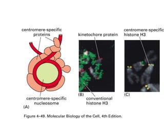Structure of chromosome and its organization | PPTX