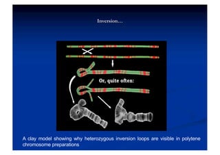 Chromosome Structure, structure of chromosome.pdf