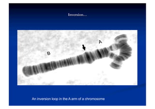 Chromosome Structure, structure of chromosome.pdf
