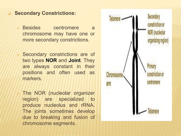 Chromosome structure and packaging of dna | PPTX | Biological Sciences ...