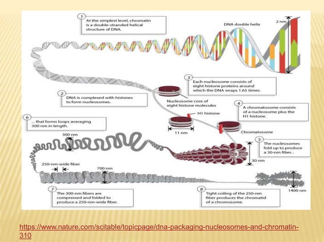 Chromosome structure and packaging of dna | PPTX | Biological Sciences ...
