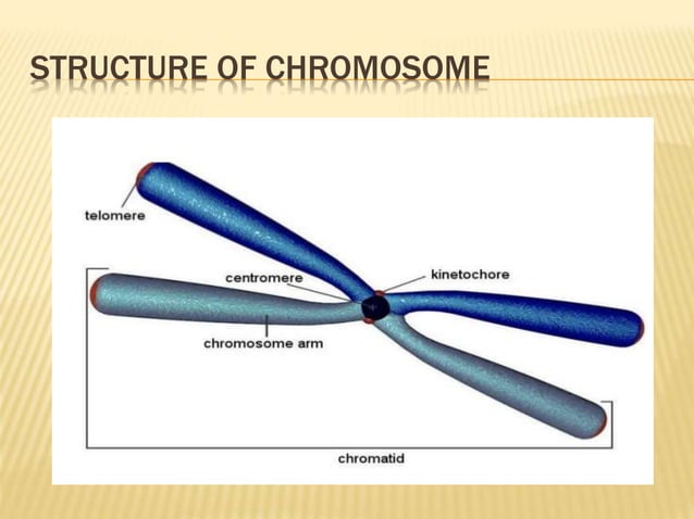 Chromosome structure and packaging of dna | PPTX | Biological Sciences ...