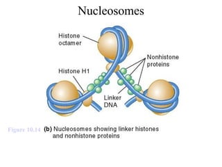 Figure 10.14
Nucleosomes
 