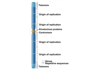 Centromere
Kinetochore proteins
Origin of replication
Origin of replication
Origin of replication
Origin of replication
Telomere
Telomere
Genes
Repetitive sequences
 