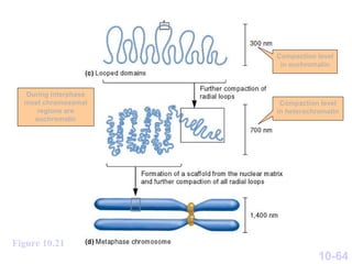10-64
Figure 10.21
Compaction level
in euchromatin
Compaction level
in heterochromatin
During interphase
most chromosomal
regions are
euchromatic
 