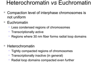  Compaction level of interphase chromosomes is
not uniform
 Euchromatin
 Less condensed regions of chromosomes
 Transcriptionally active
 Regions where 30 nm fiber forms radial loop domains
 Heterochromatin
 Tightly compacted regions of chromosomes
 Transcriptionally inactive (in general)
 Radial loop domains compacted even further
Heterochromatin vs Euchromatin
 
