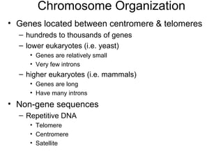 Chromosome Organization
• Genes located between centromere & telomeres
– hundreds to thousands of genes
– lower eukaryotes (i.e. yeast)
• Genes are relatively small
• Very few introns
– higher eukaryotes (i.e. mammals)
• Genes are long
• Have many introns
• Non-gene sequences
– Repetitive DNA
• Telomere
• Centromere
• Satellite
 