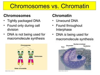 Chromosomes vs. Chromatin
Chromosomes
• Tightly packaged DNA
• Found only during cell
division
• DNA is not being used for
macromolecule synthesis
Chromatin
• Unwound DNA
• Found throughout
Interphase
• DNA is being used for
macromolecule synthesis
 