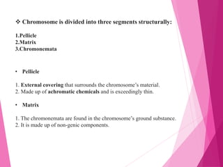  Chromosome is divided into three segments structurally:
1.Pellicle
2.Matrix
3.Chromonemata
• Pellicle
1. External covering that surrounds the chromosome’s material.
2. Made up of achromatic chemicals and is exceedingly thin.
• Matrix
1. The chromonemata are found in the chromosome’s ground substance.
2. It is made up of non-genic components.
 
