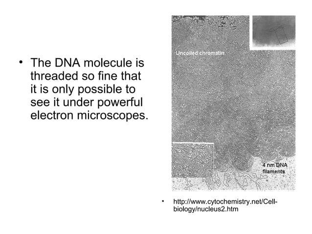 What Is A Chromosome Function And Structure Rs Science