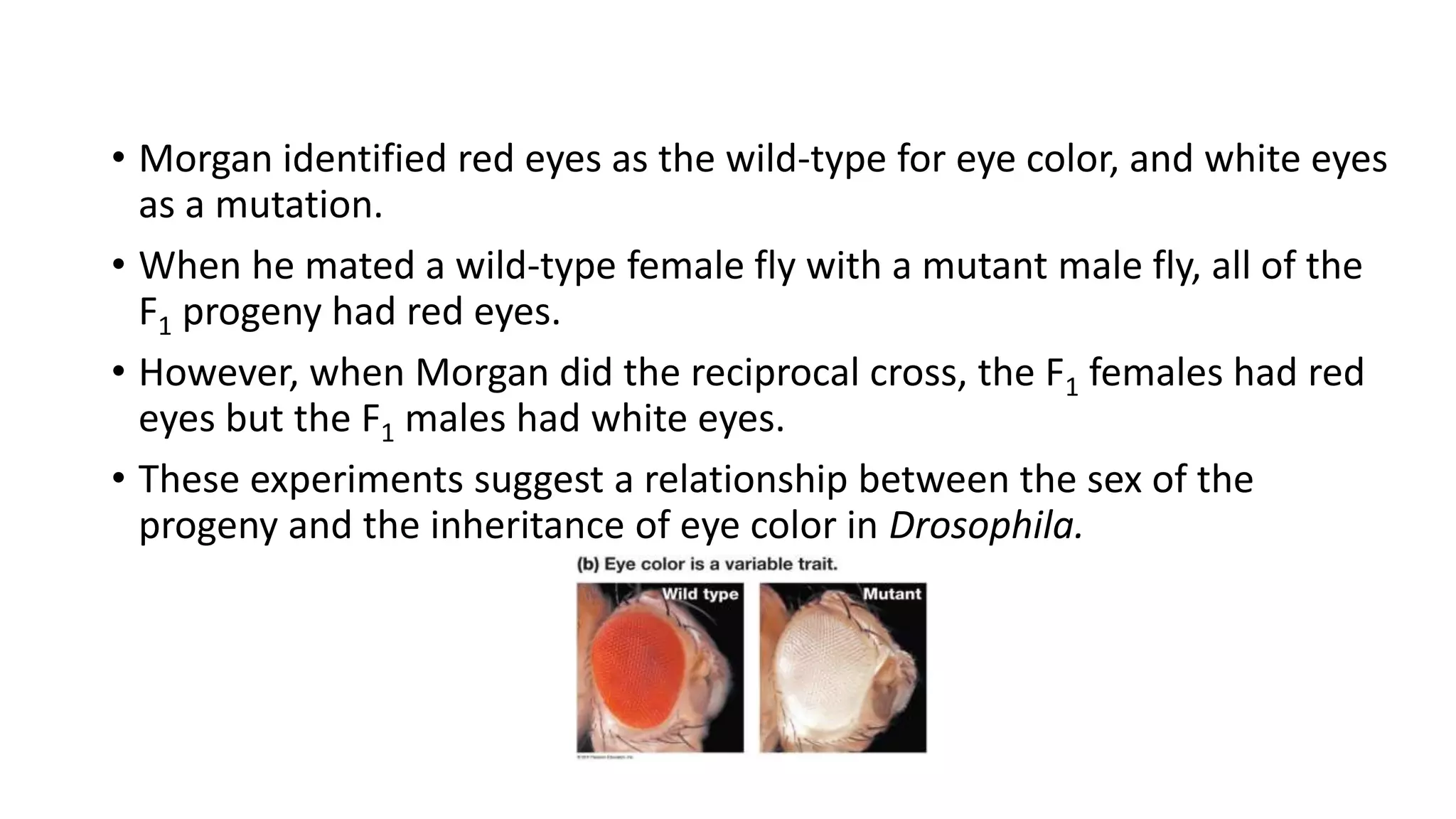 • Morgan identified red eyes as the wild-type for eye color, and white eyes
as a mutation.
• When he mated a wild-type female fly with a mutant male fly, all of the
F1 progeny had red eyes.
• However, when Morgan did the reciprocal cross, the F1 females had red
eyes but the F1 males had white eyes.
• These experiments suggest a relationship between the sex of the
progeny and the inheritance of eye color in Drosophila.
 