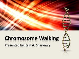 Chromosome Walking
Presented by: Erin A. Sharkawy
 
