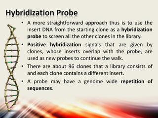 Hybridization Probe
• A more straightforward approach thus is to use the
insert DNA from the starting clone as a hybridization
probe to screen all the other clones in the library.
• Positive hybridization signals that are given by
clones, whose inserts overlap with the probe, are
used as new probes to continue the walk.
• There are about 96 clones that a library consists of
and each clone contains a different insert.
• A probe may have a genome wide repetition of
sequences.

 