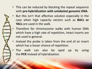 • This can be reduced by blocking the repeat sequence
with pre-hybridization with unlabeled genomic DNA.
• But this isn’t that affective solution especially in the
case when high capacity vectors such as BACs or
YACs are used in the walk.
• Therefore for chromosome walks with human DNA
which have a high rate of repetition, intact inserts are
not used in general.
• Instead the probe is taken from the end of an insert
which has a lesser chance of repetition.
• The walk can also be sped up by using
the PCR instead of hybridization.

 
