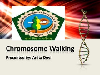 Chromosome Walking
Presented by: Anita Devi
 