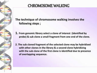 CHROMOSOME WALKING
The technique of chromosome walking involves the
following steps ;
1. From genomic library select a clone of interest (identified by
probe) & sub clone a small fragment from one end of the clone.
2. The sub cloned fragment of the selected clone may be hybridized
with other clones in the library & a second clone hybridizing
with the sub clone of the first clone is identified due to presence
of overlapping sequence.
 