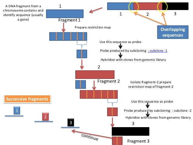 chromosome walking