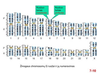 7-10
Ruožuo-
tumas
metafazėje
Ruožuo-
tumas
profazėje
Žmogaus chromosomų G ruožai ir jų numeravimas
 