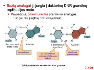  Bazių analogai įsijungia į dukterinę DNR grandinę
replikacijos metu
 Pavyzdžiui, 5-bromuracilas yra timino analogas
 Jis gali būti įjungtas į DNR vietoje timino
7-100
Normali pora
Šis tautomerinis
virsmas vyksta gana
dažnai
Klaidingas
poravimasis
5-BU poravimasis su adeninu arba guaninu
 