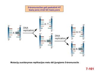 7-101
5-bromuracilas gali paskatinti AT
bazių porą virsti GC bazių pora
Mutacijų susidarymas replikacijos metu dėl įjungiamo 5-bromuracilo
 
