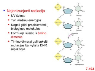 7-103
 Nejonizuojanti radiacija
 UV šviesa
 Turi mažiau energijos
 Negali giliai prasiskverbti į
biologines molekules
 Formuoja susiūtus timino
dimerus
 Timino dimerai gali sukelti
mutacijas kai vyksta DNR
replikacija
 