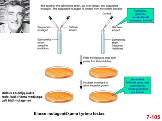 7-105
Eimso mutageniškumo tyrimo testas
Fermentų,
galinčių
metabolizuoti
mutageną, šaltinis
Kontrolinė
lėkštelė rodo, kad
spontaninių
mutacijų dažnis
yra žemasDidelis kolonijų kiekis
rodo, kad tiriama medžiaga
gali būti mutagenas
 