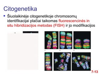  Šiuolaikinėje citogenetikoje chromosomų
identifikacijai plačiai taikomas fluorescencinės in
situ hibridizacijos metodas (FISH) ir jo modifikacijos
Citogenetika
7-13
 
