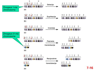 7-16
Žmogaus 1-ma
chromosoma
Žmogaus 21-ma
chromosoma
Delecija
Duplikacija
Inversija
Paprasta
translokacija
Reciprokinė
translokacija
 