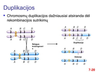 7-20
 Chromosmų duplikacijos dažniausiai atsiranda dėl
rekombinacijos sutrikimų
Duplikacijos
Nelygus
krosingoveri
s
Duplikacija
Delecija
 
