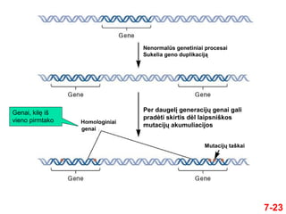 7-23
Genai, kilę iš
vieno pirmtako
Nenormalūs genetiniai procesai
Sukelia geno duplikaciją
Per daugelį generacijų genai gali
pradėti skirtis dėl laipsniškos
mutacijų akumuliacijos
Mutacijų taškai
Homologiniai
genai
 