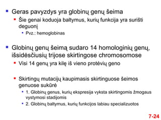 7-24
 Geras pavyzdys yra globinų genų šeima
 Šie genai koduoja baltymus, kurių funkcija yra surišti
deguonį

Pvz.: hemoglobinas
 Globinų genų šeimą sudaro 14 homologinių genų,
išsidėsčiusių trijose skirtingose chromosomose
 Visi 14 genų yra kilę iš vieno protėvių geno
 Skirtingų mutacijų kaupimasis skirtinguose šeimos
genuose sukūrė

1. Globinų genus, kurių ekspresija vyksta skirtingomis žmogaus
vystymosi stadijomis

2. Globinų baltymus, kurių funkcijos labiau specializuotos
 