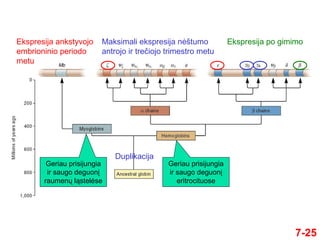 7-25
Duplikacija
Geriau prisijungia
ir saugo deguonį
raumenų ląstelėse
Geriau prisijungia
ir saugo deguonį
eritrocituose
Ekspresija ankstyvojo
embrioninio periodo
metu
Maksimali ekspresija nėštumo
antrojo ir trečiojo trimestro metu
Ekspresija po gimimo
 