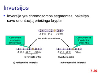 7-26
 Inversija yra chromosomos segmentas, pakeitęs
savo orientaciją priešinga kryptimi
Inversijos
Centromera
invertuotos
srities viduje
Centromera už
invertuotos
srities ribų
a) Pericentrinė inversija b) Paracentrinė inversija
Normali chromosoma
Invertuota sritis Invertuota sritis
 