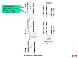 7-29
Telomeros saugo
chromosomų DNR nuo
sulipimo su kitos
chromosomos DNR
a) Chromosomų trūkiai ir reparacija
b) Nehomologinis
krosingoveris
 