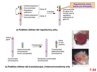 7-34
Reguliacinės sekos
dažnai yra dvikryptės
a) Padėties efektas dėl reguliacinių sekų
b) Padėties efektas dėl translokacijos į heterochromatininę sritį
 