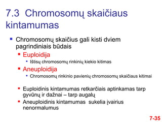  Chromosomų skaičius gali kisti dviem
pagrindiniais būdais
 Euploidija

Ištisų chromosomų rinkinių kiekio kitimas
 Aneuploidija

Chromosomų rinkinio pavienių chromosomų skaičiaus kitimai
 Euploidinis kintamumas retkarčiais aptinkamas tarp
gyvūnų ir dažnai – tarp augalų
 Aneuploidinis kintamumas sukelia įvairius
nenormalumus
7.3 Chromosomų skaičiaus
kintamumas
7-35
 
