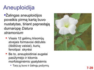 7-39
 Visais 12 galimų trisomijų
atvejais formavosi dėžutės
(išdžiūvę vaisiai), kurių
fenotipai skyrėsi
 Be to, aneuploidiniai augalai
pasižymėjo ir kitomis
morfologinėmis ypatybėmis

Tarp jų buvo ir žalingų požymių
Aneuploidija
Žalingas aneuploidijos
poveikis pirmą kartą buvo
nustatytas, tiriant paprastąją
durnaropę Datura
stramonium
 