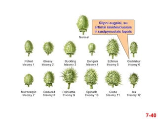 7-40
Silpni augalai, su
artimai išsidėsčiusiais
ir susipynusiais lapais
 