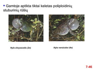  Gamtoje aptikta tiktai keletas poliploidinių
stuburinių rūšių
Hyla chrysocelis (2n) Hyla versicolor (4n)
7-46
 