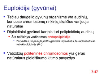 7-47
 Tačiau daugelio gyvūnų organizme yra audinių,
kuriuose chromosomų rinkinių skaičius varijuoja
natūraliai
 Diploidiniai gyvūnai kartais turi poliploidinių audinių
 Šis reiškinys vadinamas endopoliploidija

Pavyzdžiui, kepenų ląstelės gali būti triploidinės, tetraploidinės ar
net oktoploidinės (8n)
 Vabzdžių politeninės chromosomos yra geras
natūralaus ploidiškumo kitimo pavyzdys
Euploidija (gyvūnai)
 