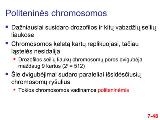 7-48
 Dažniausiai susidaro drozofilos ir kitų vabzdžių seilių
liaukose
 Chromosomos keletą kartų replikuojasi, tačiau
ląstelės nesidalija
 Drozofilos seilių liaukų chromosomų poros dvigubėja
maždaug 9 kartus (29
= 512)
 Šie dvigubėjimai sudaro paraleliai išsidėsčiusių
chromosomų ryšulius
 Tokios chromosomos vadinamos politeninėmis
Politeninės chromosomos
 