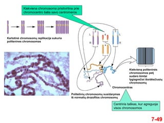 7-49
Kiekviena chromosoma prisitvirtina prie
chromocentro šalia savo centromeros
Kartotinė chromosomų replikacija sukuria
politenines chromosomas
Politetinių chromosomų susidarymas
Iš normalių drozofilos chromosomų
Kiekvieną politeninės
chromosomos petį
sudaro šimtai
lygiagrečiai išsidėsčiusių
chromosomų
Chromocentras
Centrinis taškas, kur agreguoja
visos chromosomos
 